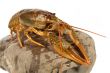 European crayfish