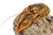 European crayfish