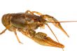 European crayfish