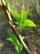 first leaves