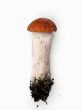 Mushroom. An aspen mushroom.