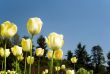 Yellow tulips and blue sky