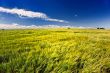 Summer Wheat