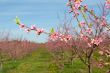 Peach Blossoms