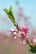 Pink Peach Blossoms