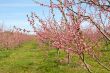 Peach Orchard in Pink Blossoms