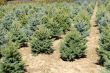 Fir garden center