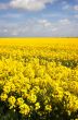 yellow rape field