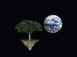 tree in space