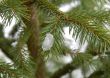 Ice on winter fir