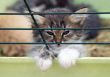 Small kitten