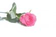 Pink rose