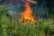 Fire in green grass
