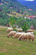 Rural landscape