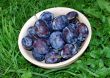 Plums over green grass