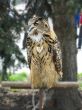 Eagle owl with red eyes