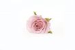 one pink rose