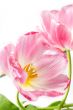 Pink tilips over white