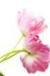Pink tulips over white