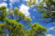 Sky opening between branches