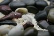 Seashells