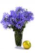 Bouquet of blue flower about an flavovirent apple