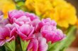 Spring flowers