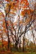 Autumn landscape