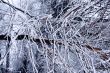 Winter trees background