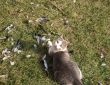 Cat hunter
