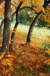 Autumn landscape