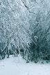 Winter trees background
