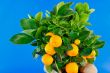 Oranges and green Leaf