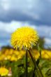 Close-up of a sowthistle