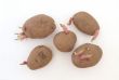 Five organic seed potatoes