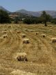 Square hay bales in a valley