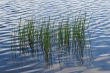 Sedge in water