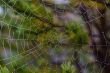 water drops on spiderweb