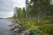 pine-wood ashore lake