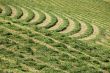 hay grass pattern