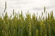 Green ears of wheat