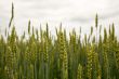 Green ears of wheat