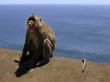 Portrait of the monkey