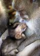 Family of monkeys