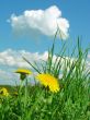 yellow dandelions