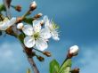 cherry tree blossom