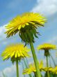 yellow dandelions