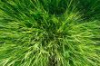 Grass