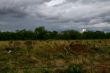 Storm Approaches