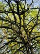 branches
